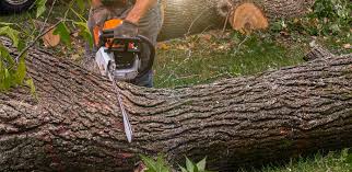 Best Tree Disease Treatment  in Tooele, UT