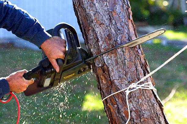 How Our Tree Care Process Works  in  Tooele, UT